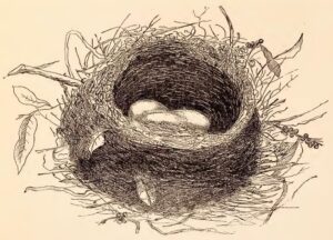 1888 illustration of a tūī nest