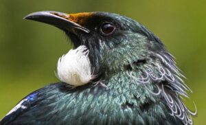 Close up of a tūī head