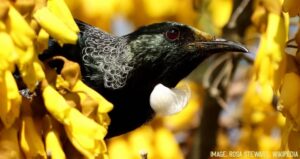 Tūī amongst kōwhai